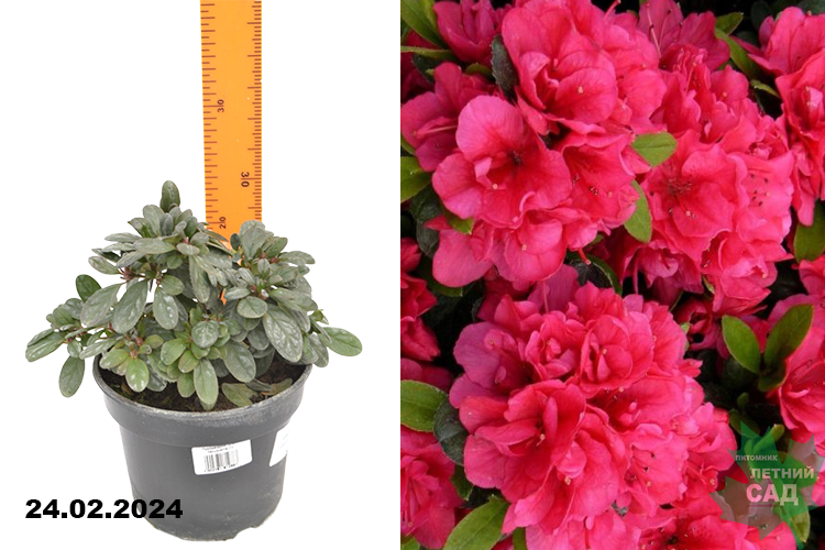 ()   (Rhododendron obtusum Canzonetta) 2