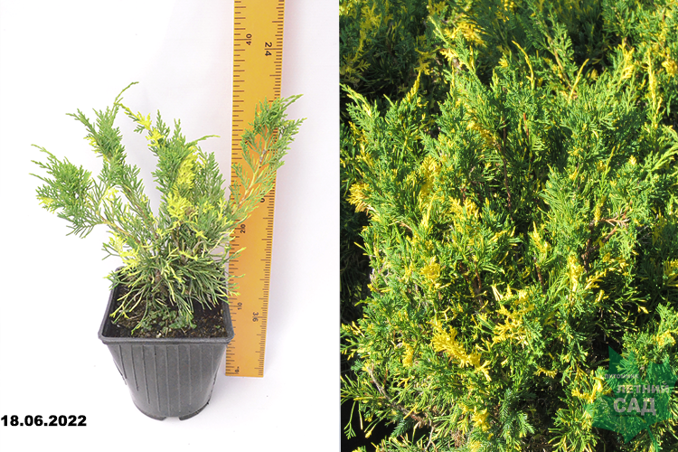 Можжевельник китайский Плюмоза Ауреовариегата (Juniperus chinensis plumos Aureovarigata) С2