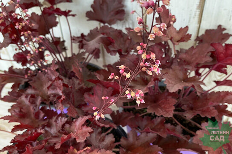 Гейхера Фаер Чиф С2