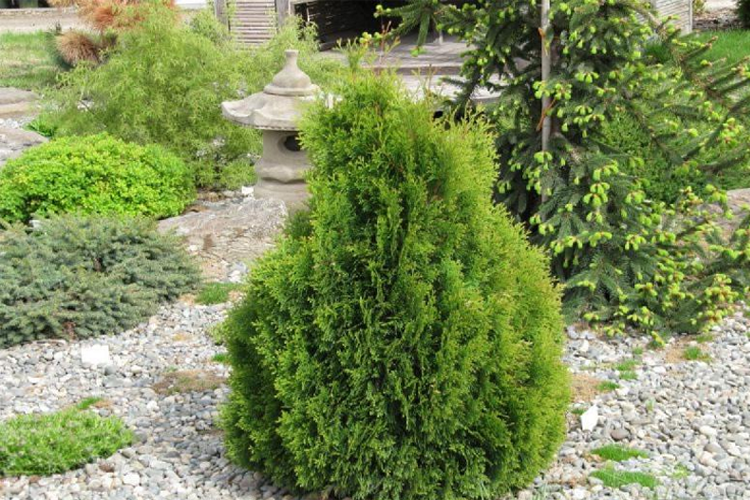 Туя западная Микки (Thuja occidentalis Miky)