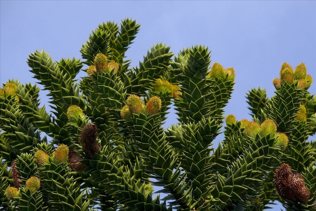 Араукария чилийская (Araucaria araucana) С3