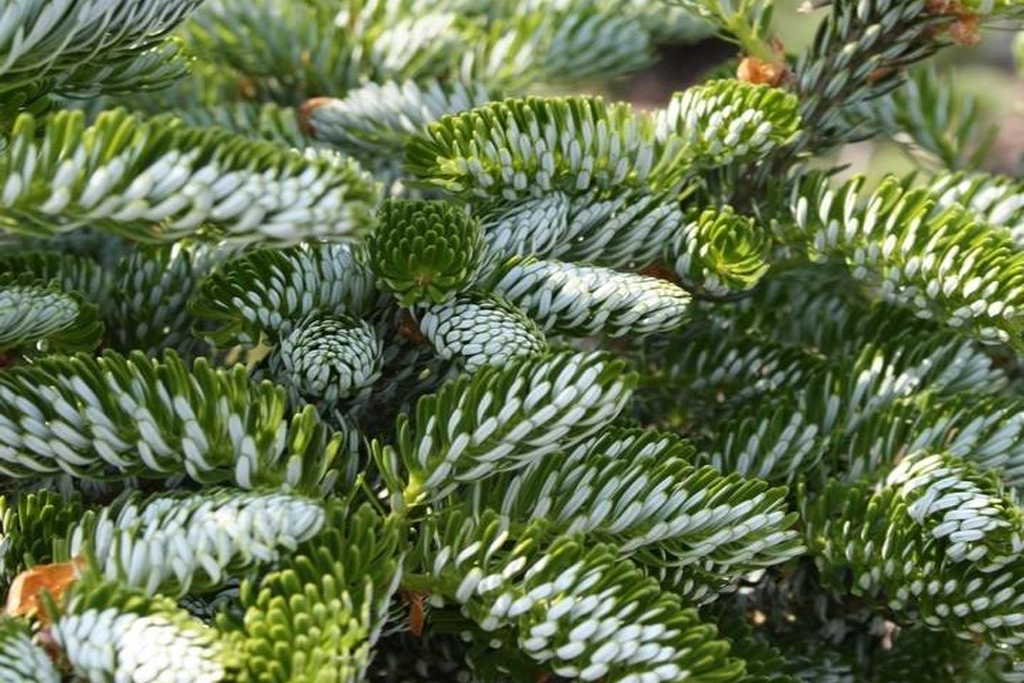 Пихта корейская Форест Чайлд