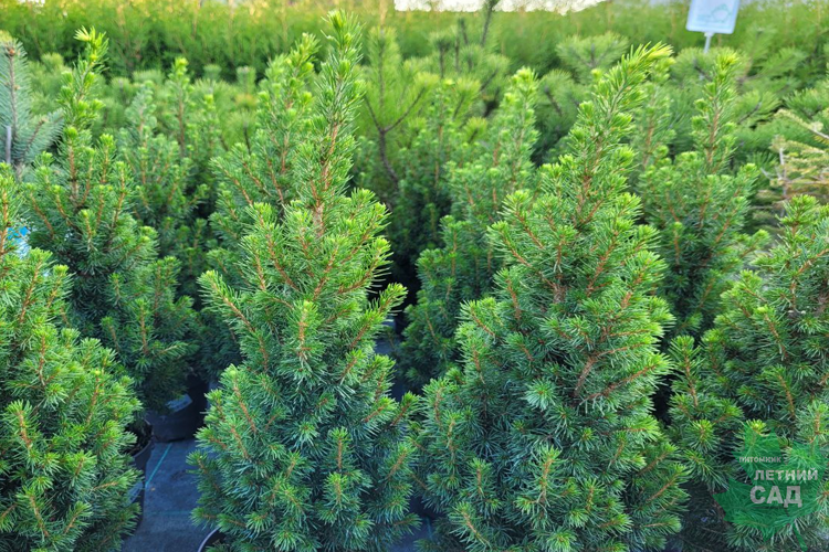 Ель Канадская Перфекта Р13