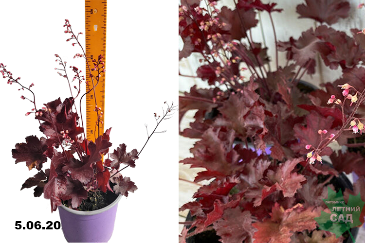 Гейхера Фаер Чиф (Heuchera hybrida Fire Shief) С2