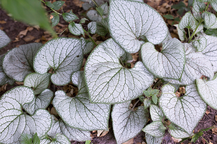 Бруннера крупнолистная Силвер Харт Р9