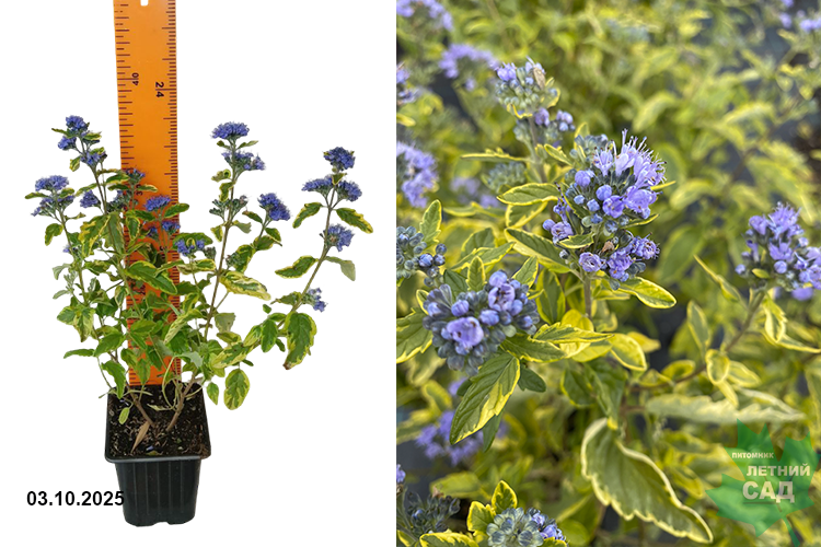 Кариоптерис Саммер Сорбет (Caryopteris Summer Sorbet) Р9