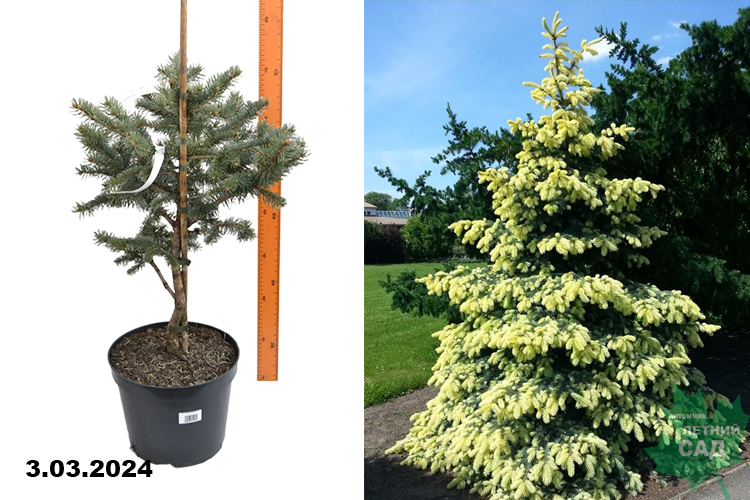 Ель колючая Белобок (Picea pungens Bialobok) С5 д