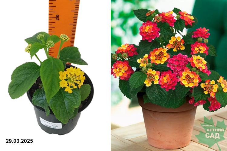 Лантана микс (Lantana mix) С1К