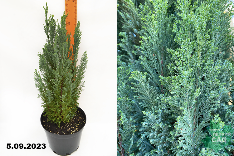 Кипарисовик Лавсона Элвуди (Chamaecyparis lawsoniana Ellwoodii) С5