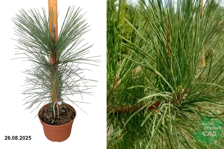 Сосна желтая Пендула (Pinus ponderosa Pendula) С5