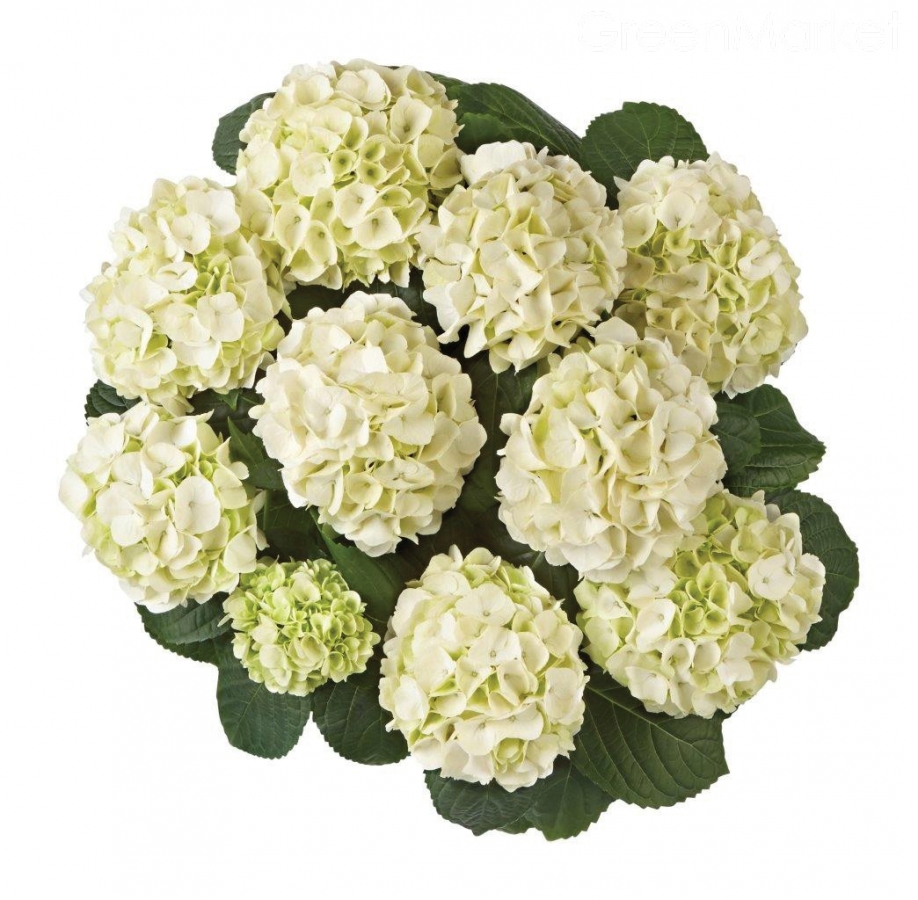 Гортензия крупнолистная Кляйн Винтербёрг (Hydrangea macrophylla Klein  Winterberg) С3