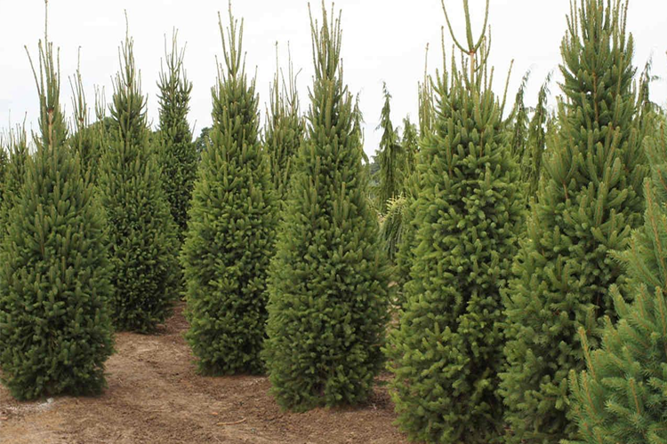 Ель обыкновенная Купрессина С5