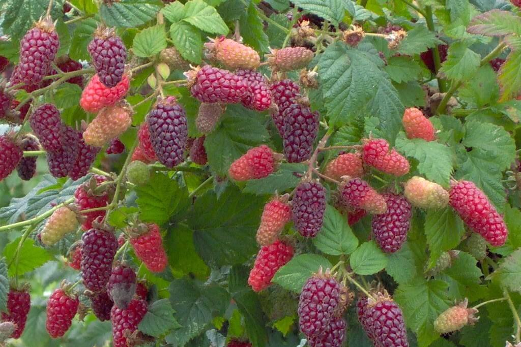 Ежемалина Тайбери Букингем