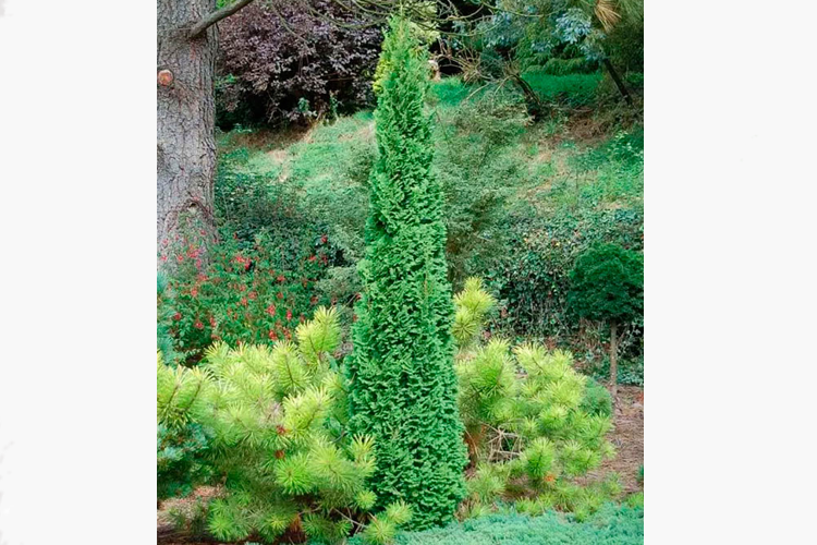 Туя западная Бробекс Тауэр (Thuja occidentalis Brobeck`s Tower) 1