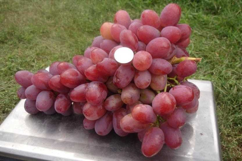 Виноград Анюта С2,5