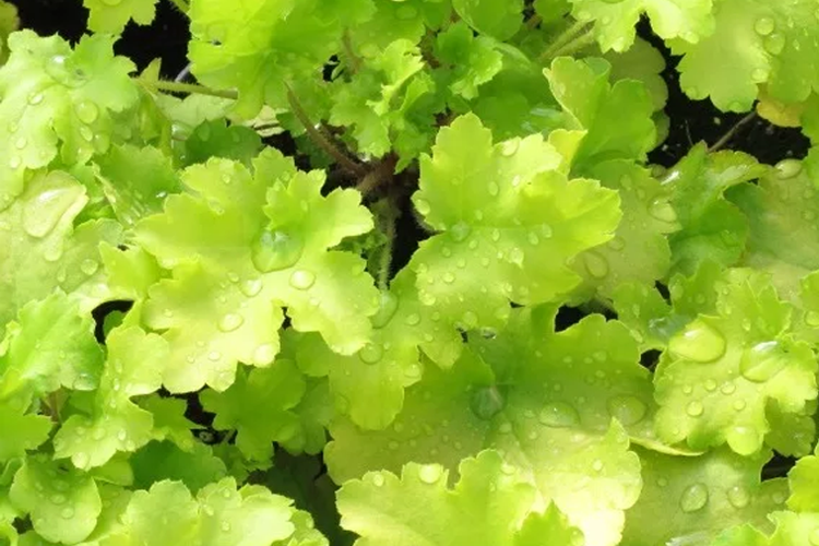 Heuchera Lime Marmalade