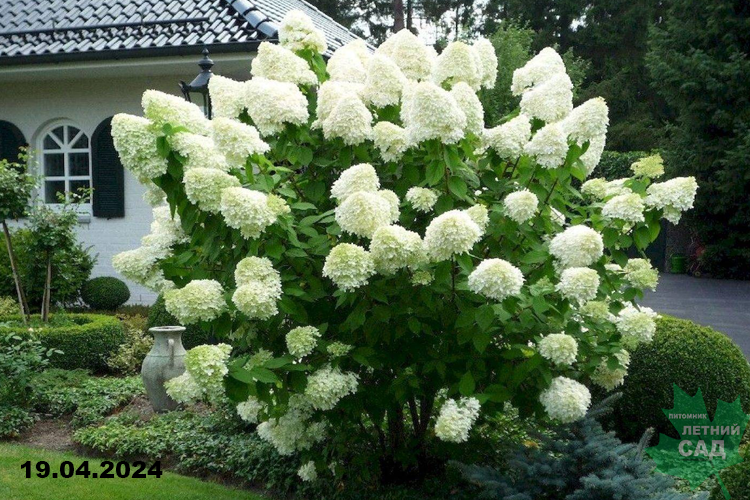 Polar Bear paniculata gortenziya fotosurati