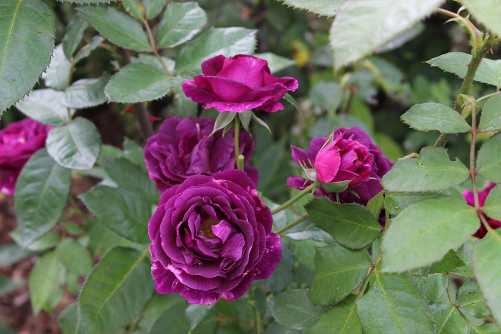 Роза флорибунда Мистерьез (Rosa Floribunda Mystérieuse) ОКС