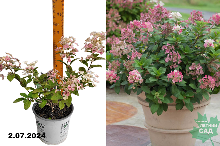 Гортензия метельчатая Литтл Квик Файер (Hydrangea paniculata