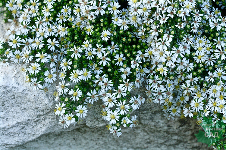 Астра вересковая С2