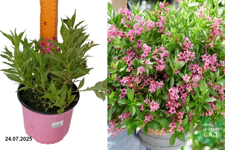 Вейгела цветущая Пикобелла Роза (Weigela florida Picobella Rosa) С2