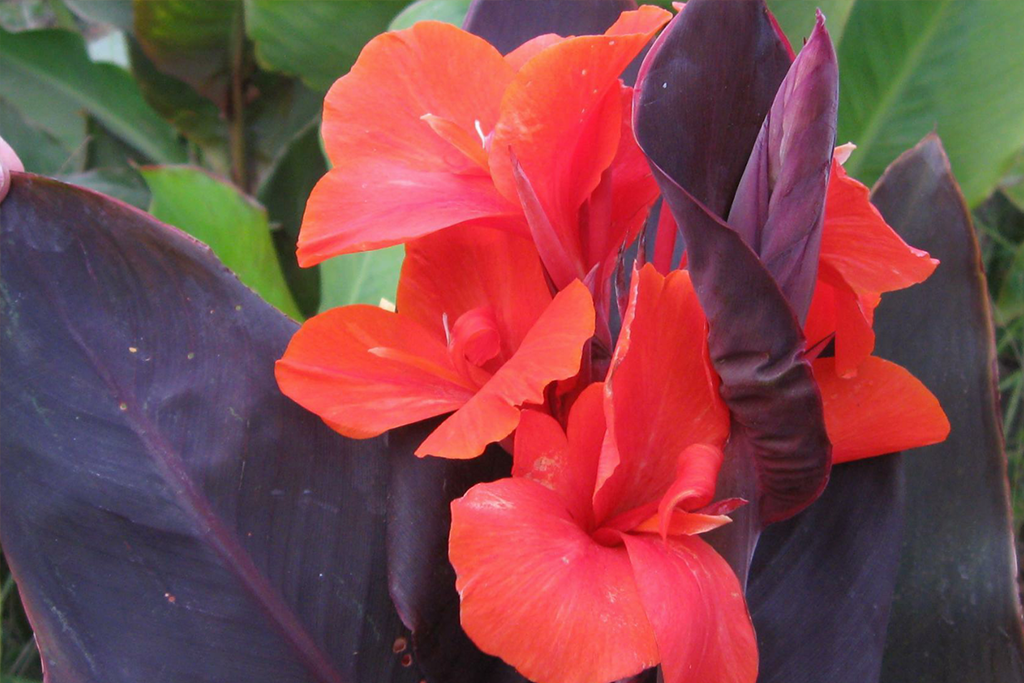 Канна индийская canna Indica