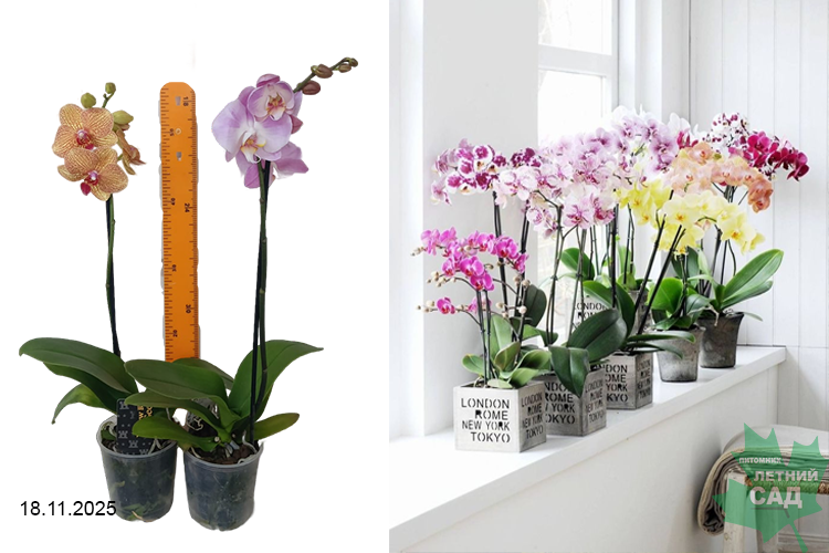орхид