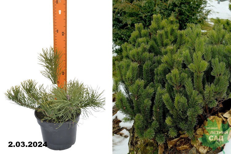 Сосна горная Мугус (Pinus mugo Mughus) C5