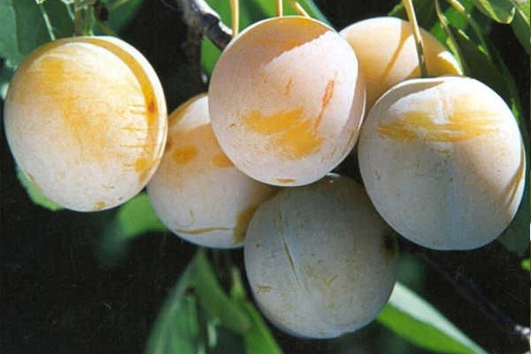 Слива Белая медовая (Prunus Belyj medovaya) ОКС