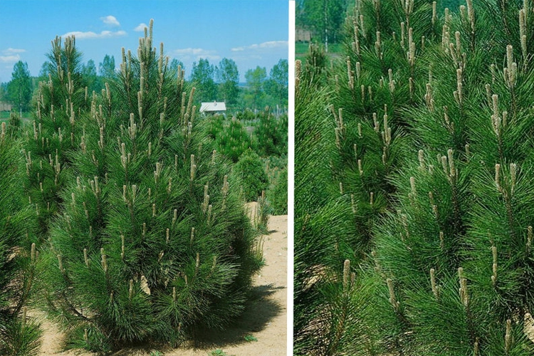 Сосна черная Грин Тауэр