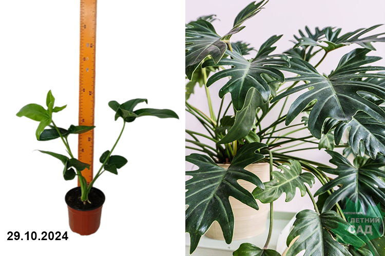 Филодендрон микс (Philodendron) С1,5