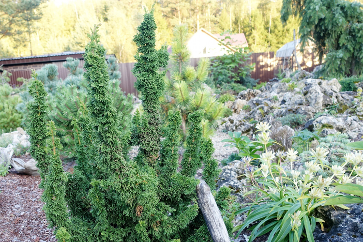 Туя западная Саграда