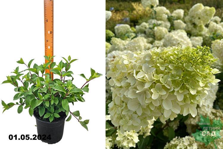 Гортензия метельчатая Диамантино (Hydrangea paniculata Diamantino) С3