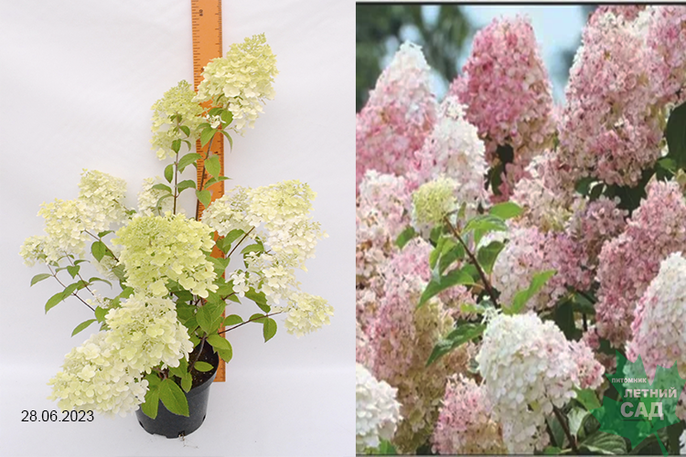 Гортензия метельчатая Диамантино С3