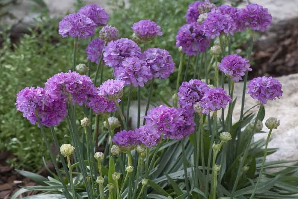 Армерия Баллерина Лилак (Armeria Ballerina Lilac) С1