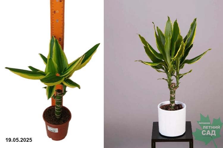 Драцена Голден Кинг штамб.(Dracaena Gold King) Р11