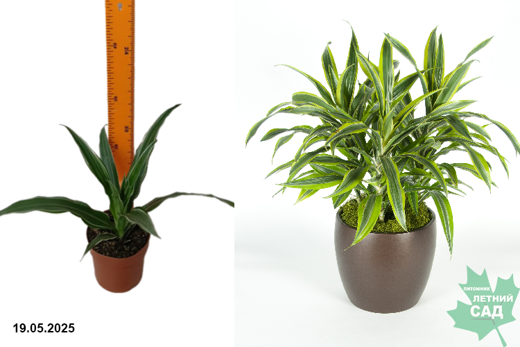Драцена Фрагранс Варнески (Dracaena Fragrans Warneckii) Р12