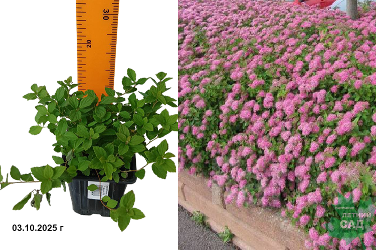 Спирея японская Литтл Принцесс (Spiraea japonica Little Princess) Р9