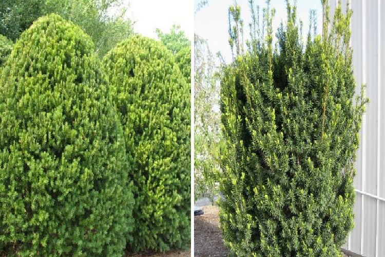 thuja emerald Emerald Green, 'Smaragd' Arborvitae – Singing Tree Gardens Nursery main image 1