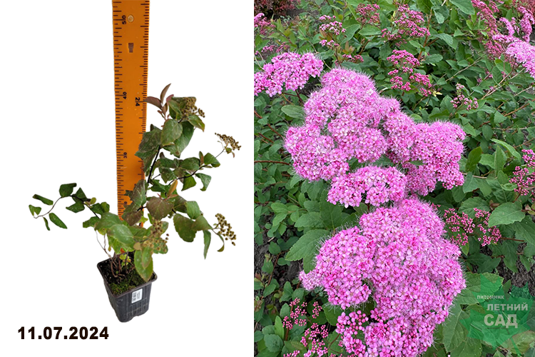 Спирея японская Оденсала (Spiraea japonica Odensala) Р9