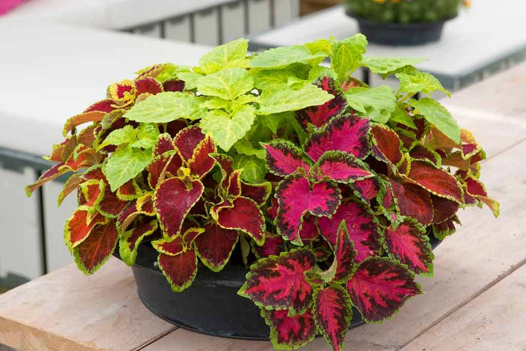 Как цветет колеус фото в домашних Колеус микс. (Coleus mix) Р9 - Питомник Летний сад