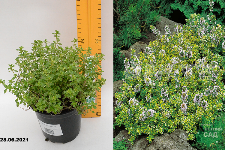 Тимьян (Чабрец) лимоннопахнущий Мистик Лемон 21 л