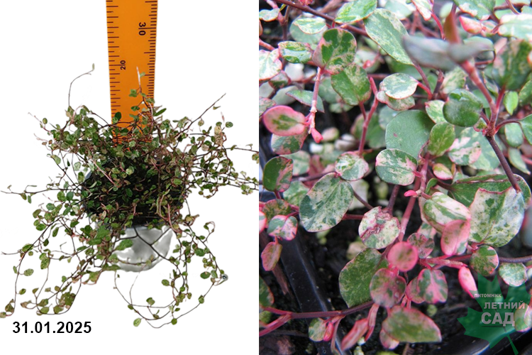 Мюленбекия комплекса Пинк Камуфляж (Muehlenbeckia complexa Pink Camouflage) Р12