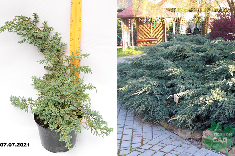 Можжевельник чешуйчатый Блю Свид (Juniperus squamata Blue Swede) С7,5 — Питомник Летний сад