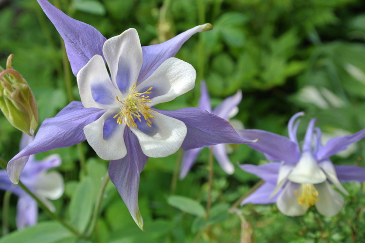 аквилегия голубая звезда