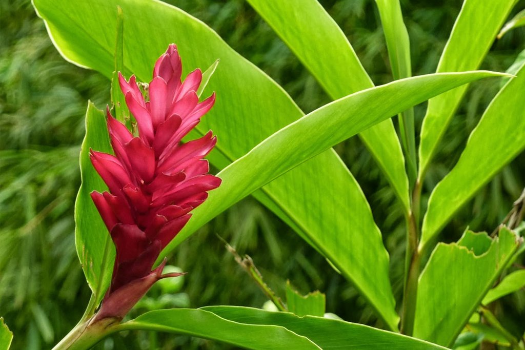 Zingiber officinale ботаника