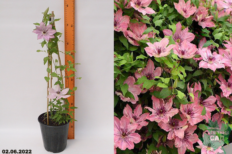 Клематис Сара Элизабет (Clematis Sarah Elizabeth Boulevard® (compact patio)) С2,5