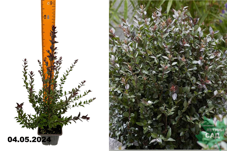 Yalangoch pompalangan qizlar Birinchi marta eshakda muloyimlik bilan