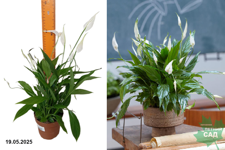 Спатифилум Алана (Spathiphyllum Alana) Р12