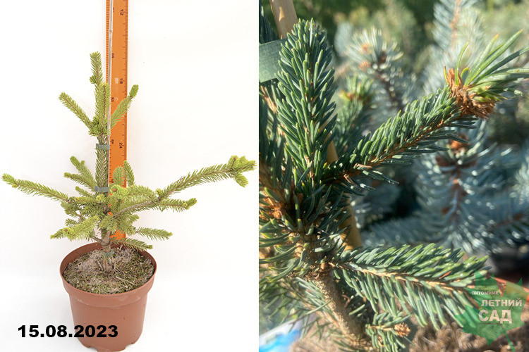 Ель восточная Араукария С4